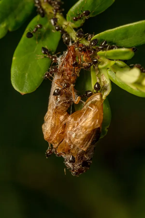 Mrowki niech znikną - usuwanie mrówek z mieszkania